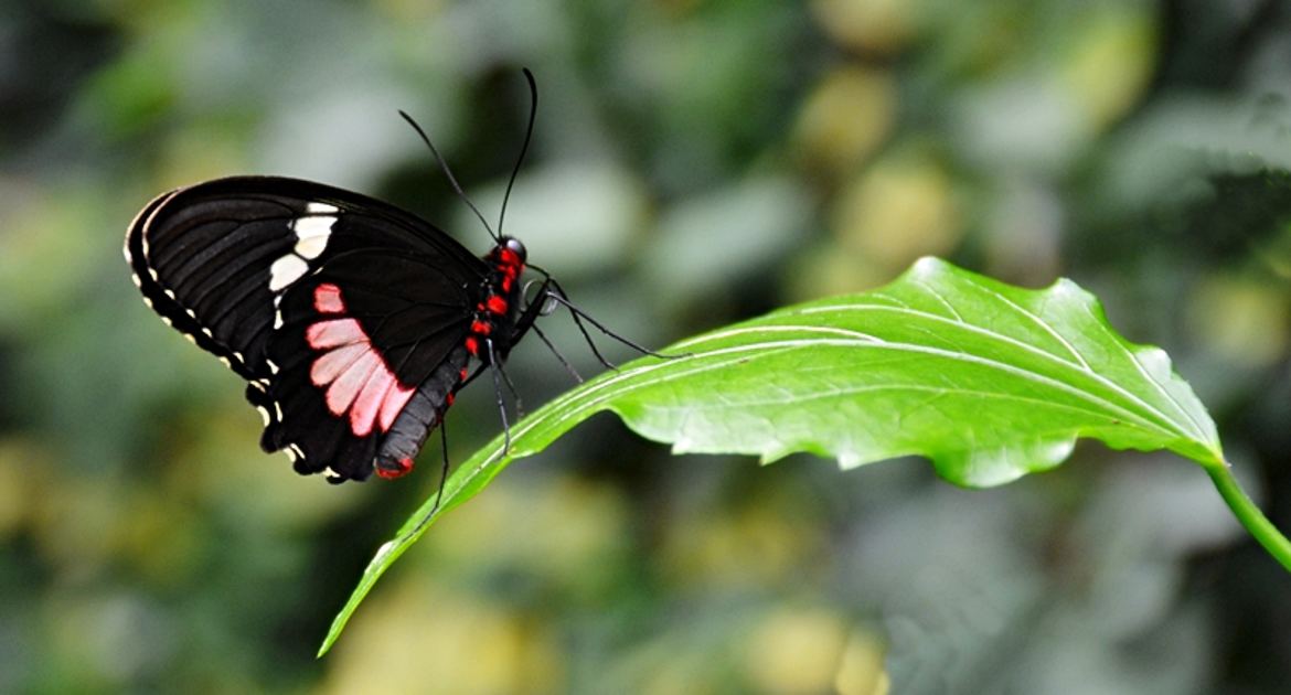 Le papillon et sa feuille