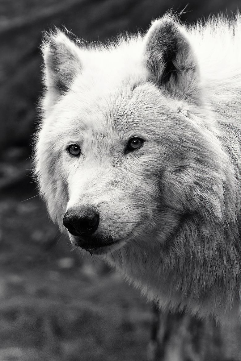Loup arctique