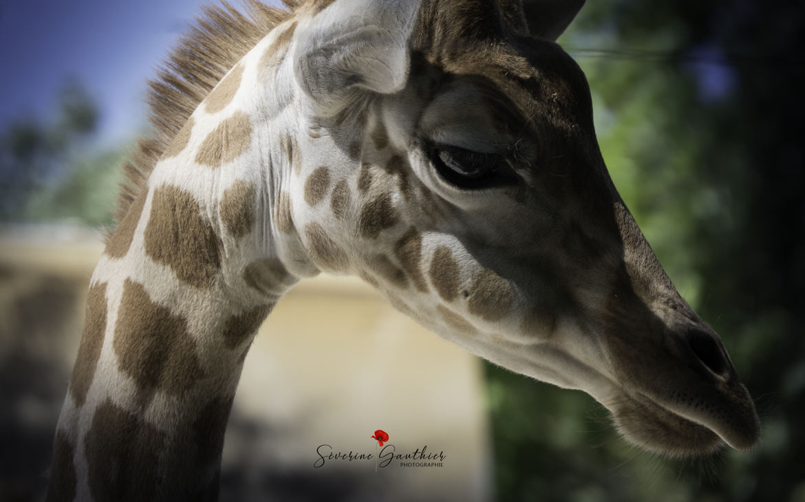 girafe