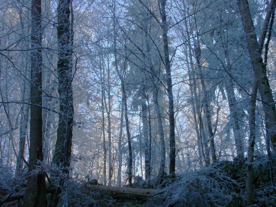 Balade en Forêt Blanche