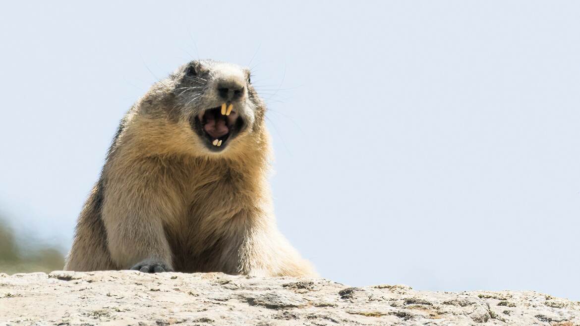 Le cri de la marmotte