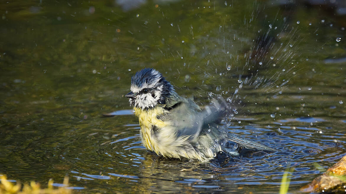 Le temps du bain