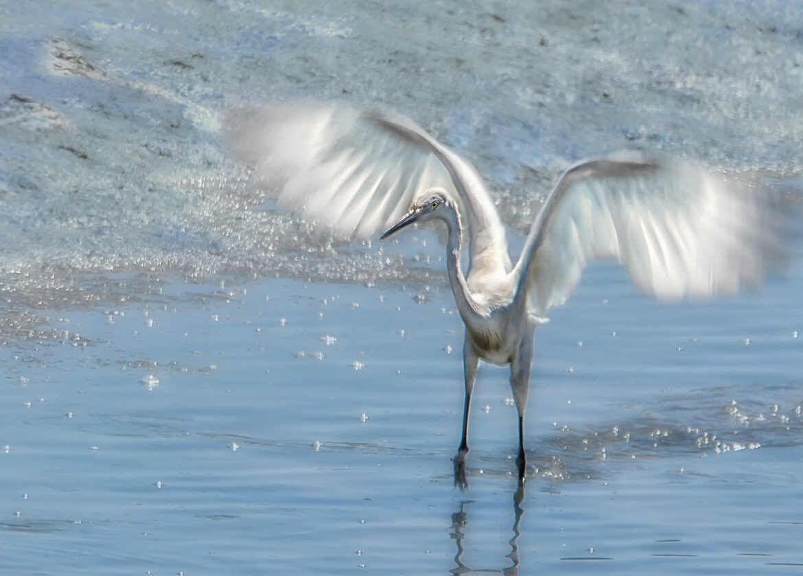 aigrette