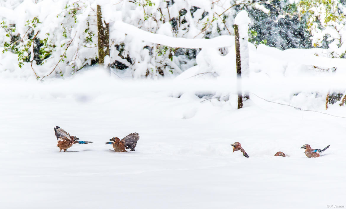 La vie des geais #7: