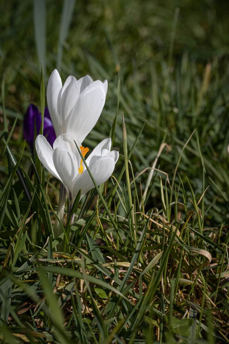 Crocus encore