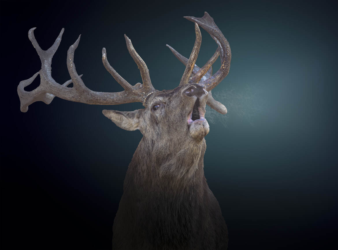 L'expression du mâle en rut