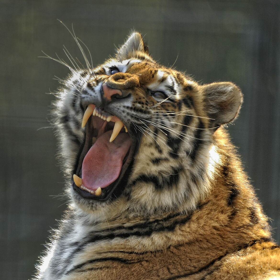 Tigre en colère