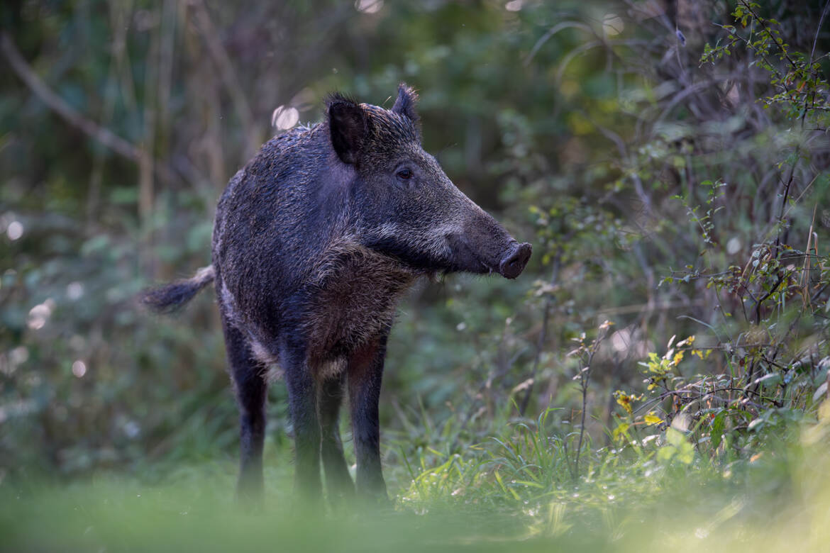 sous son meilleur profil
