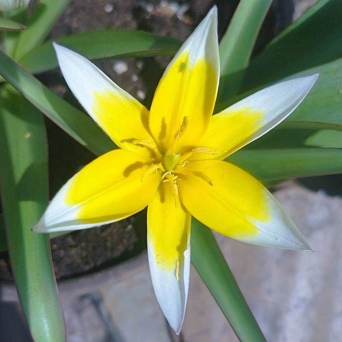 Tulipa neustruevae