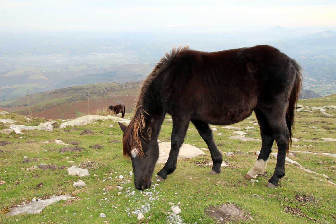 Pottok