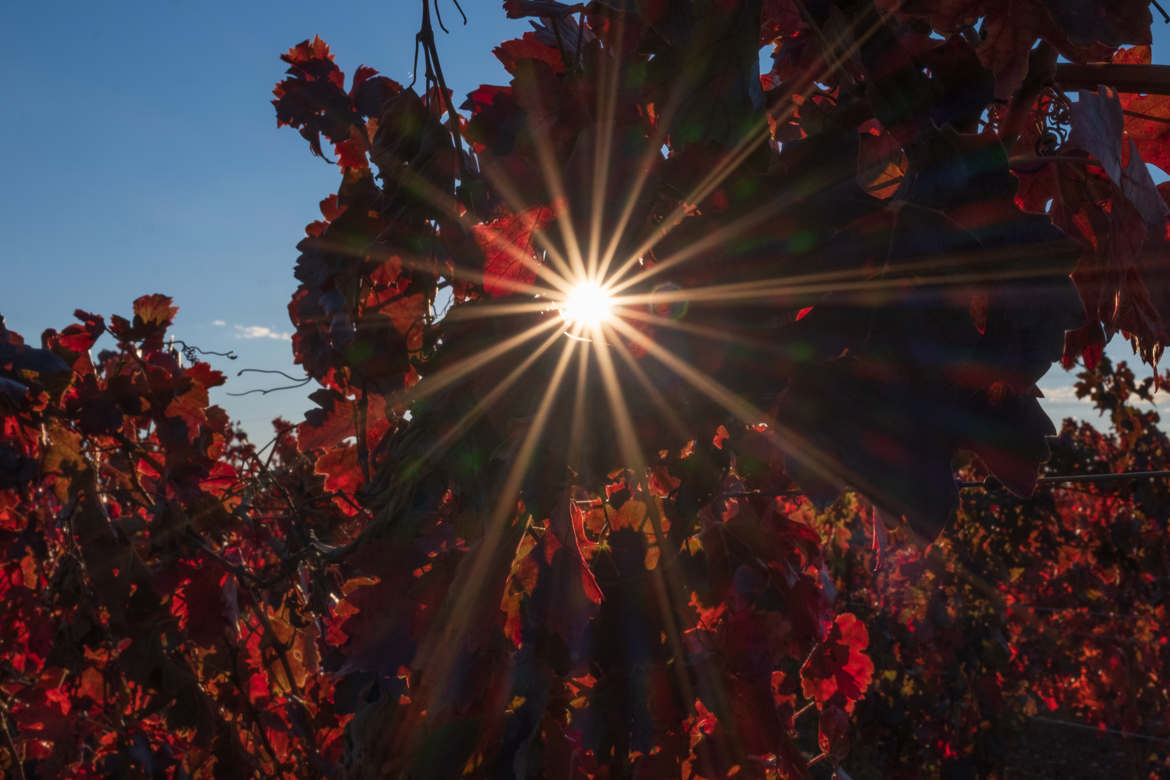 rayons de soleil dans les vignes