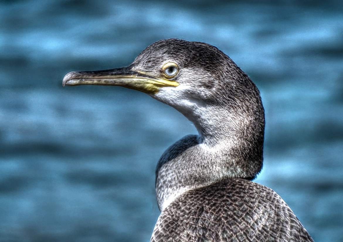 Mon ami le cormoran