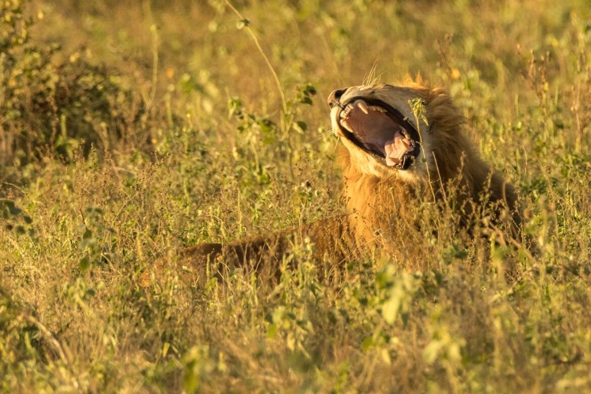 Kruger: "SImoooone...."