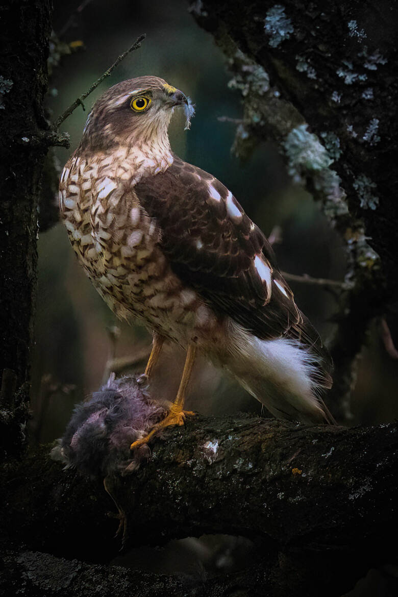 Retour de chasse pour l'épervier