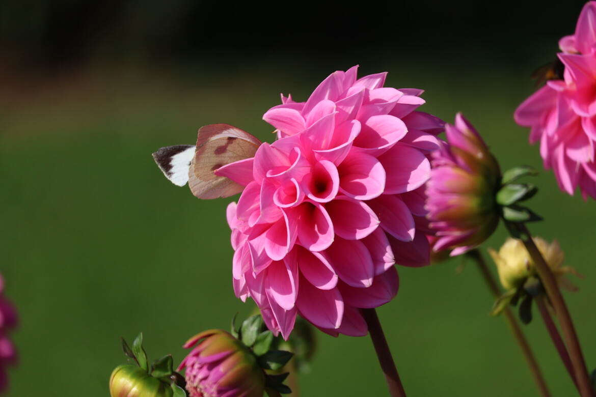 Papillon profitant d’une belle journée automnale