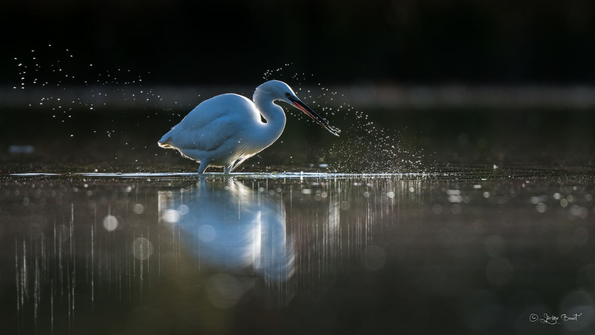 Eblouissante Aigrette