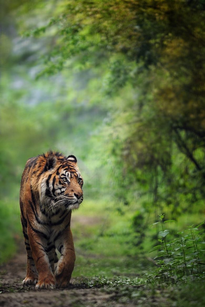 Sumatra Tiger ...