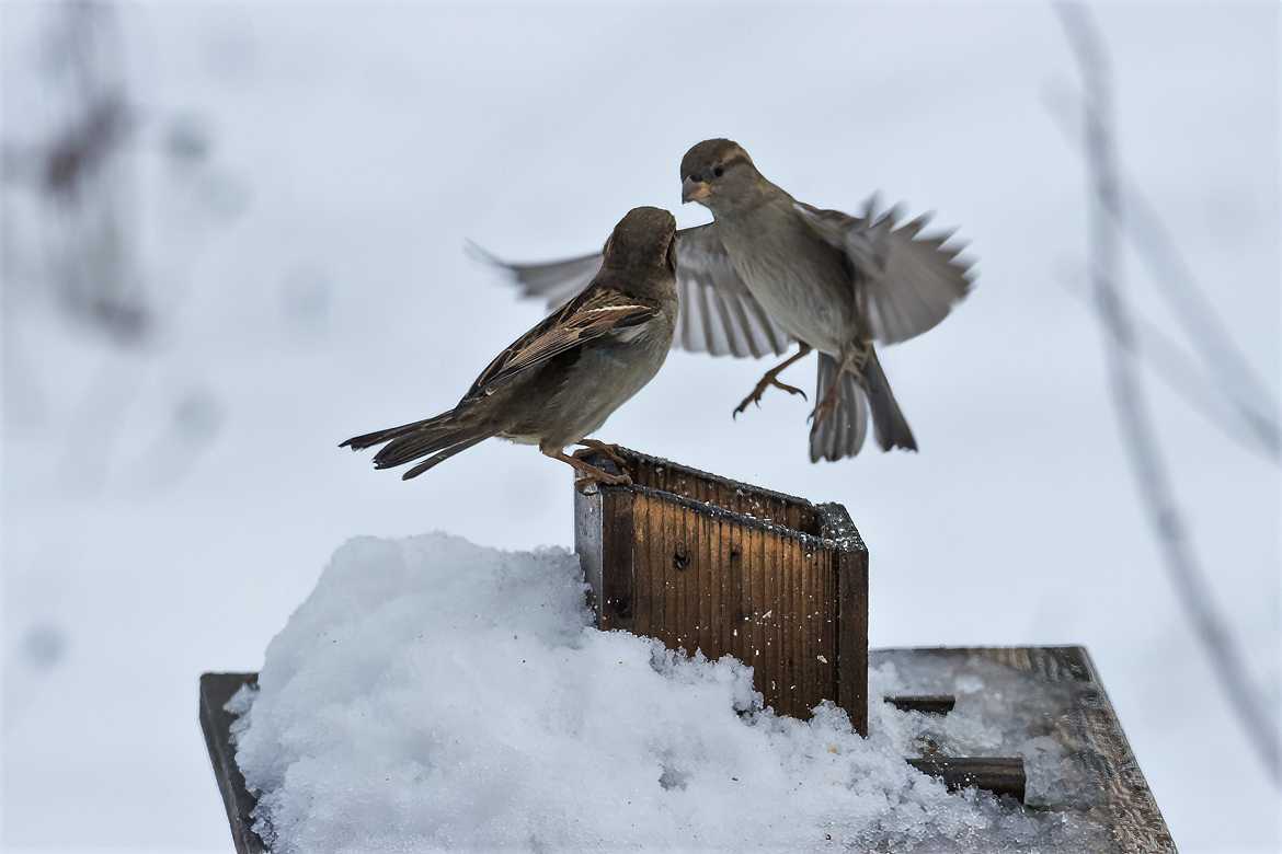 Moineaux en hiver