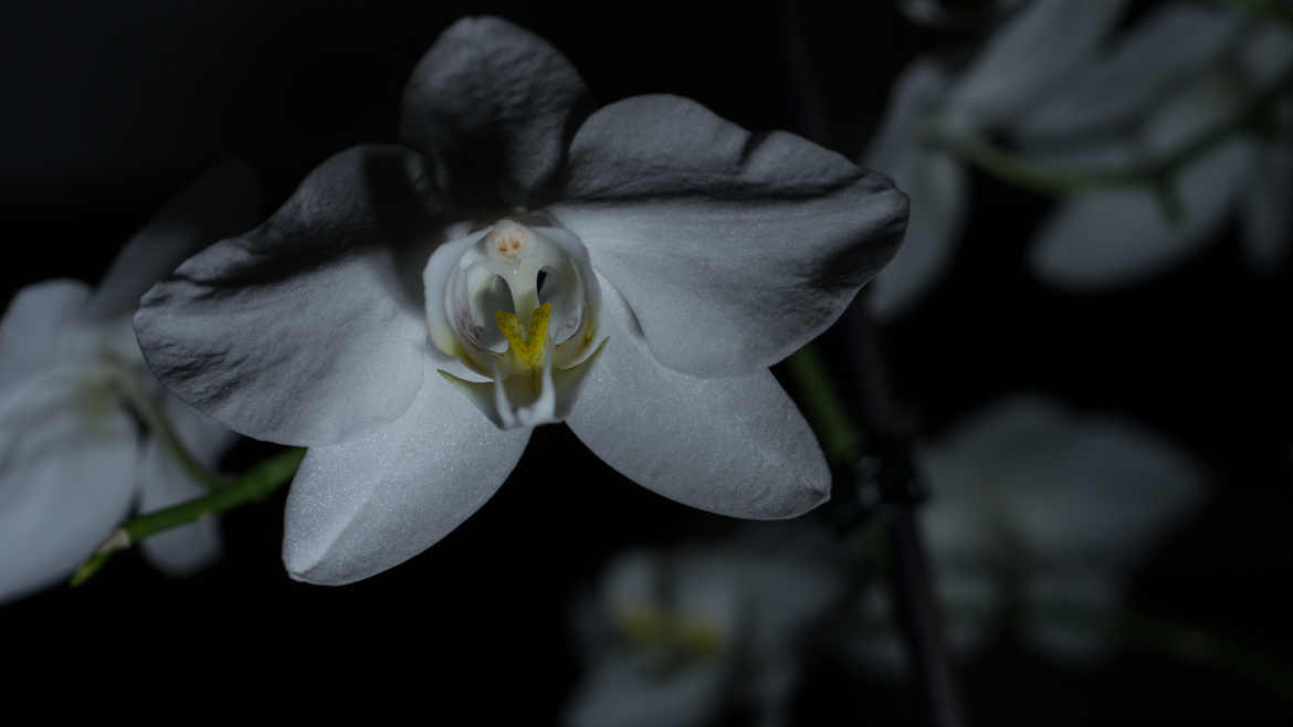 Orchidée en 2 façons