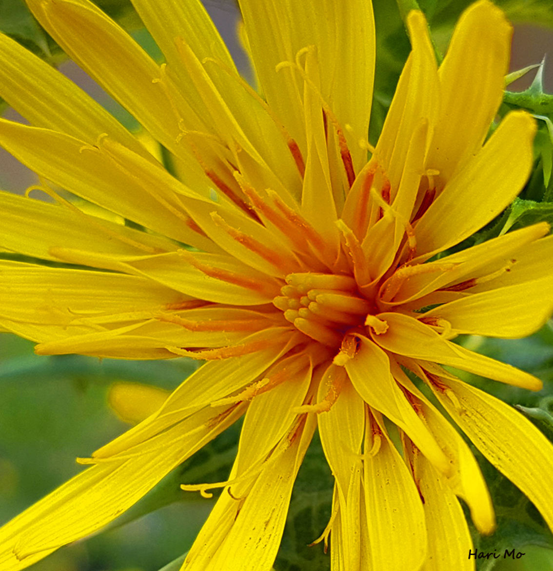 Fleur de cirse jaune en macro