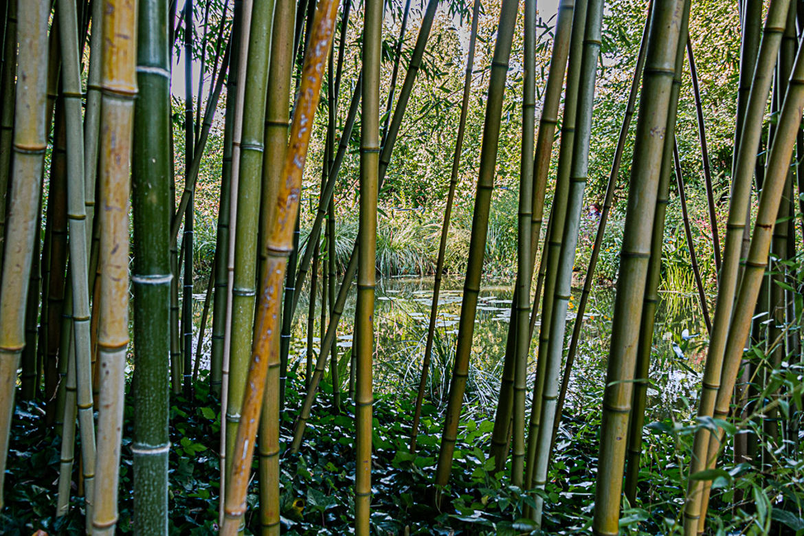 rideau de bambous