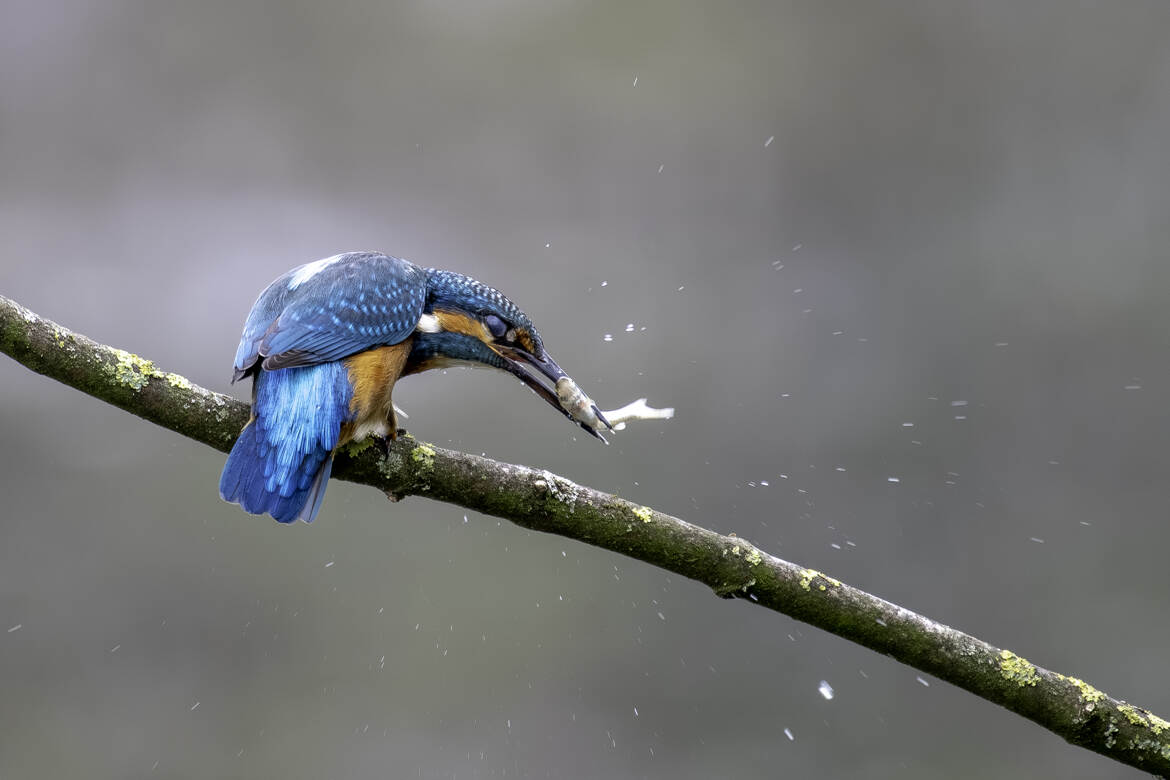 La proie du Martin pêcheur !