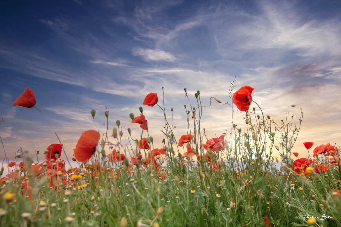 Le champ de coquelicots