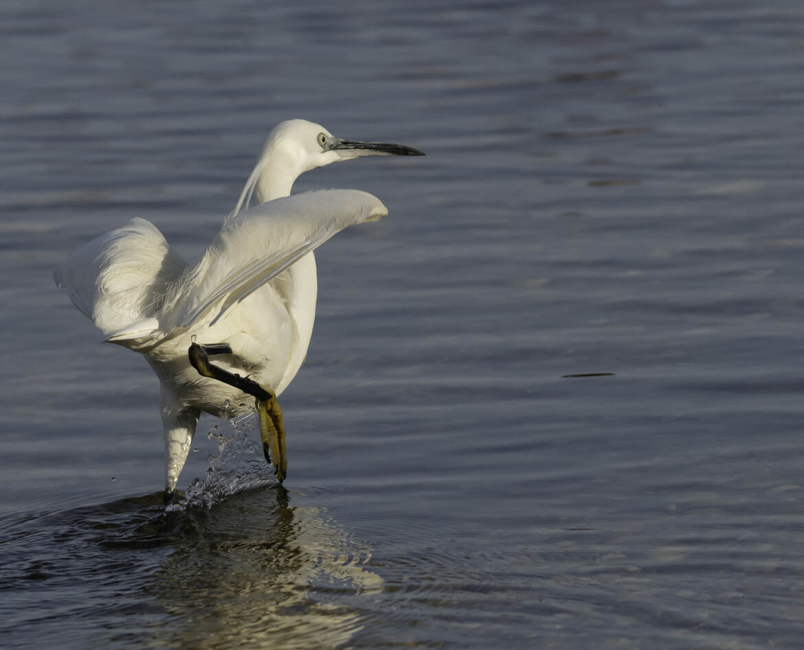 AIGRETTE BOITEUSE :-)