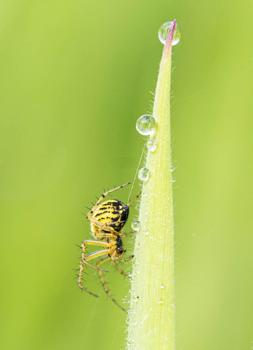 L'acrobate!