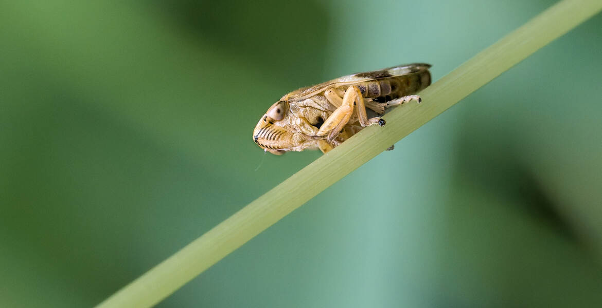 Cicadelle écumeuse