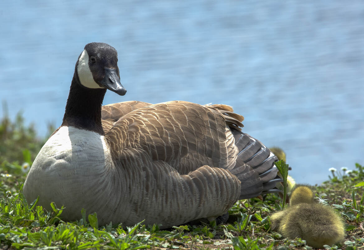 Au bord de l'eau avec ses oisons