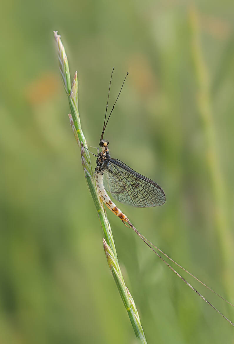 Mouche de mai en juin