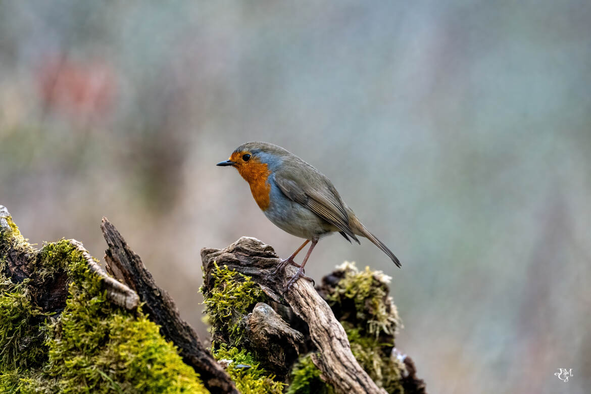 ERITHACUS RUBECULA ... rouge gouge familier