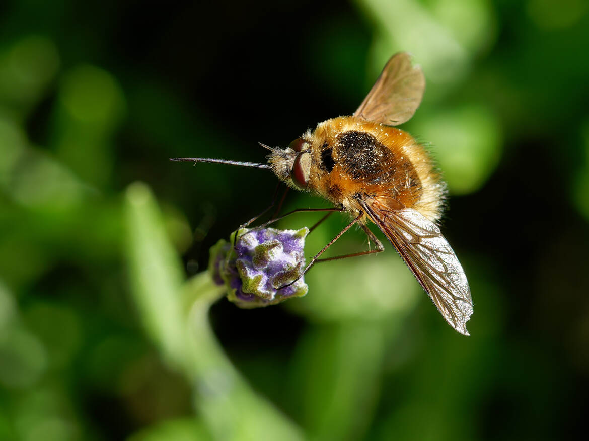 Bombyle major