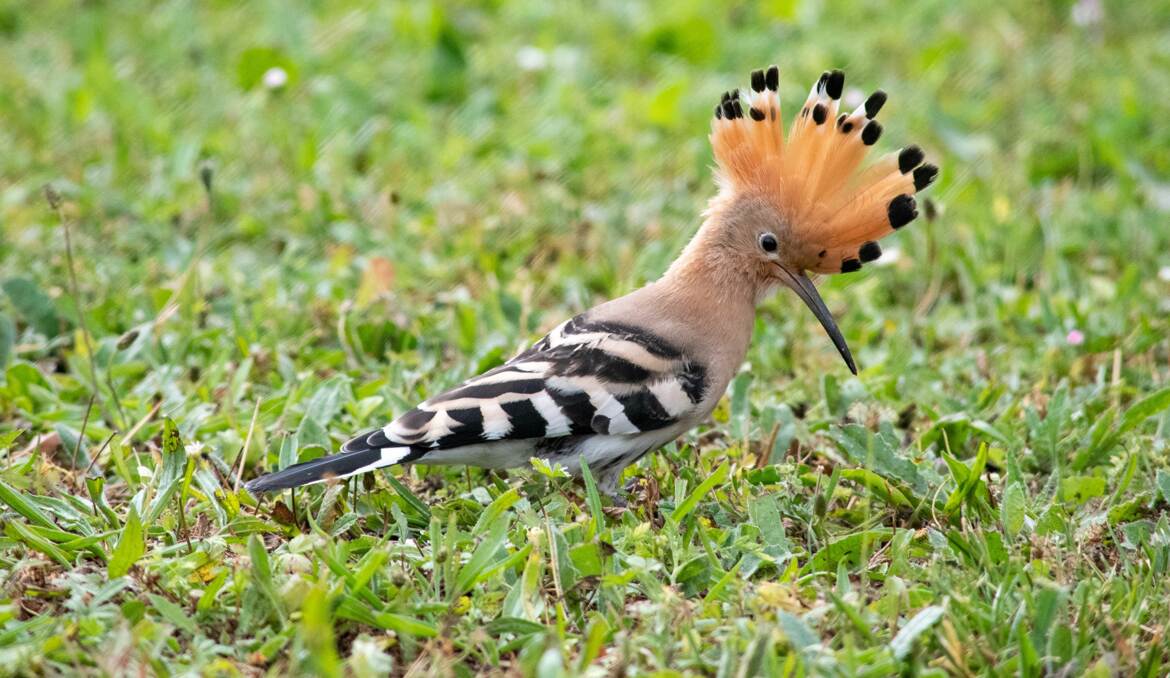 Toute huppe déployée