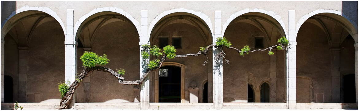 Le vieil arbre dans le cloître