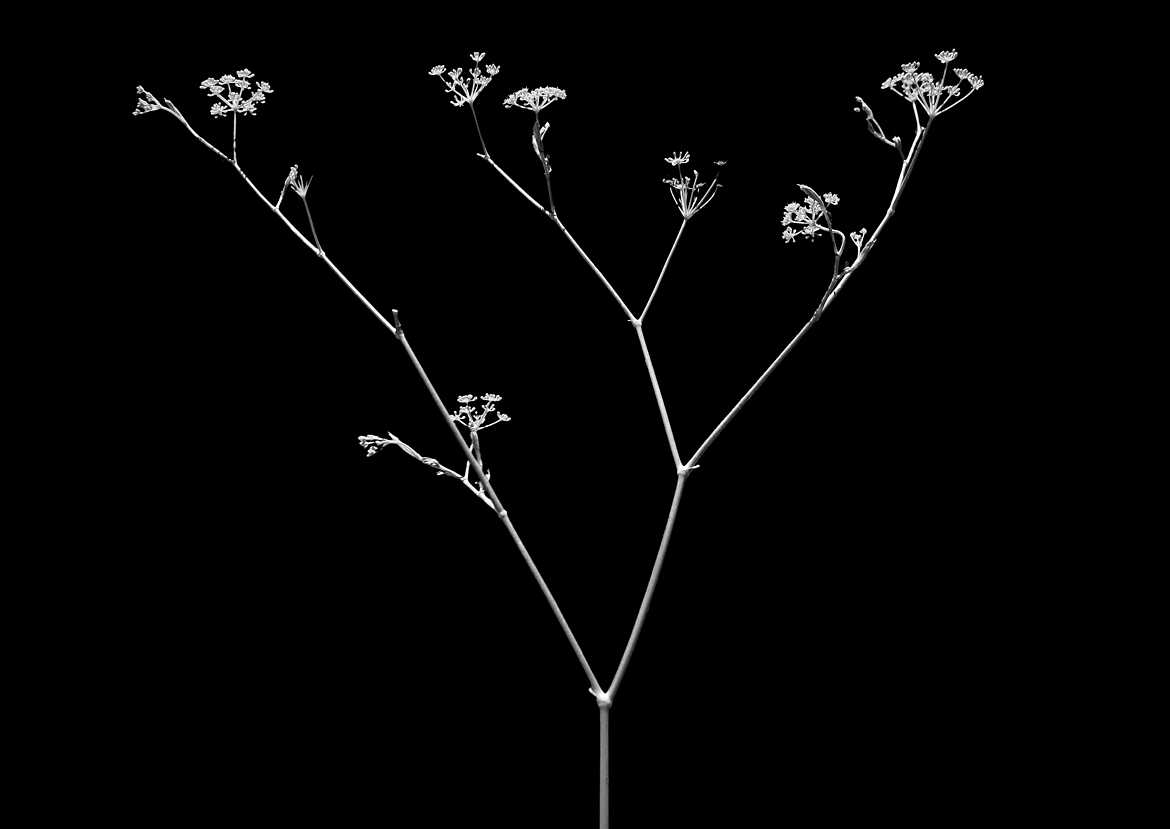 ça hume bien l'anis...Fenouil en "Font Black Invisible"