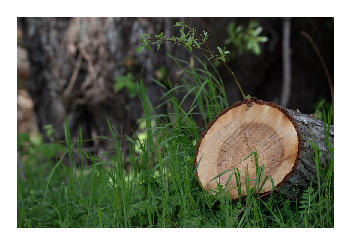 Cernes de croissance