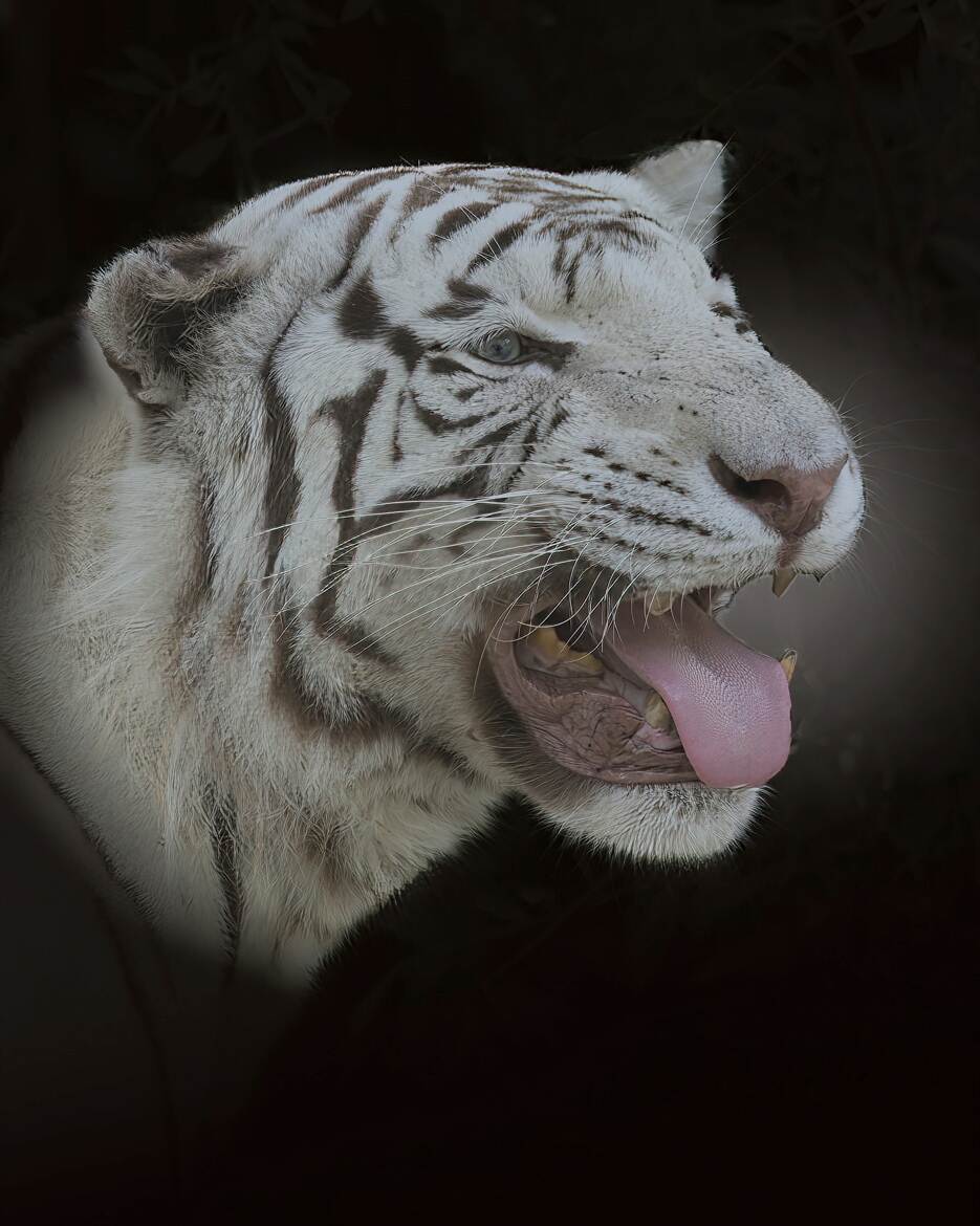 Portrait de Tigre blanc