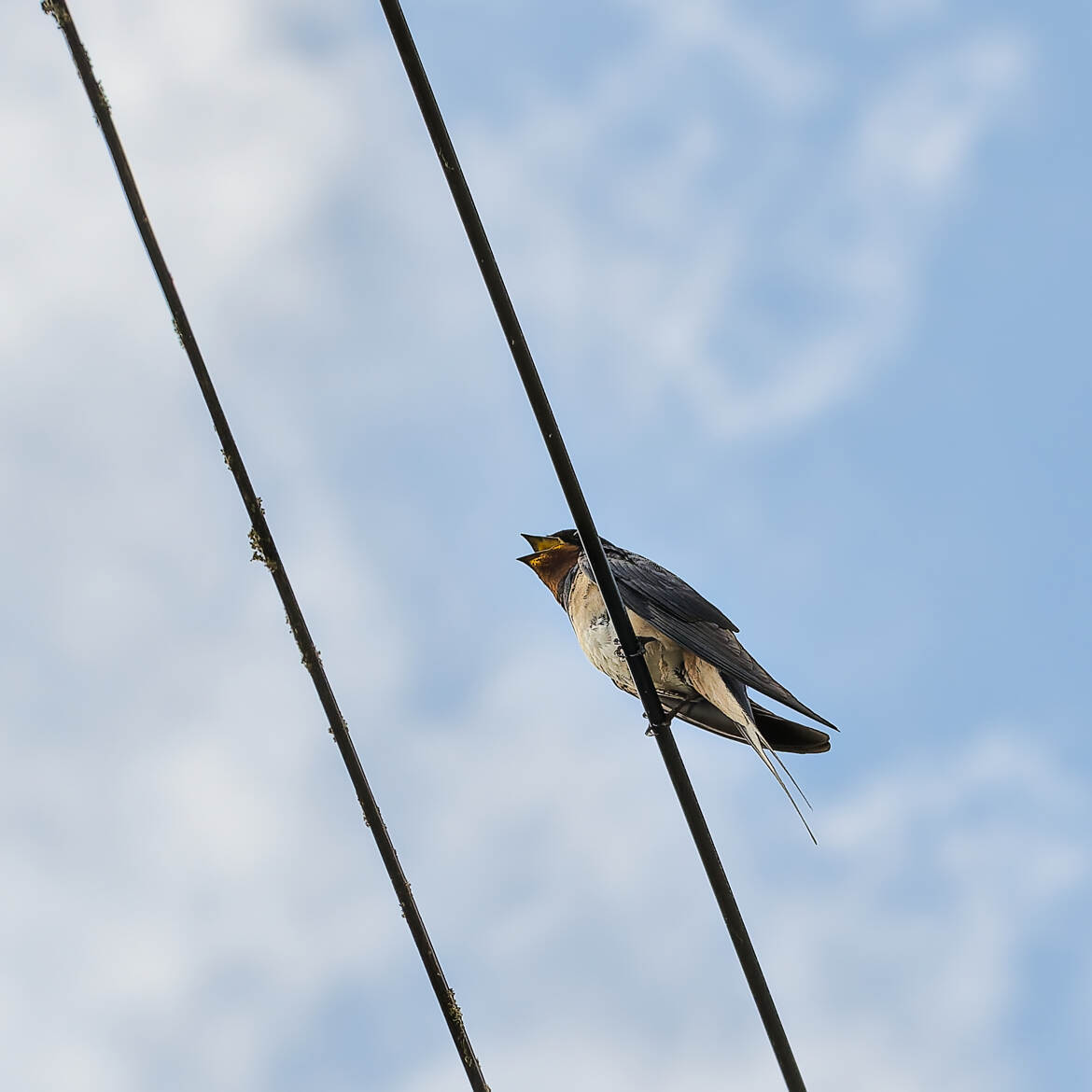 Like bird, on the wire...