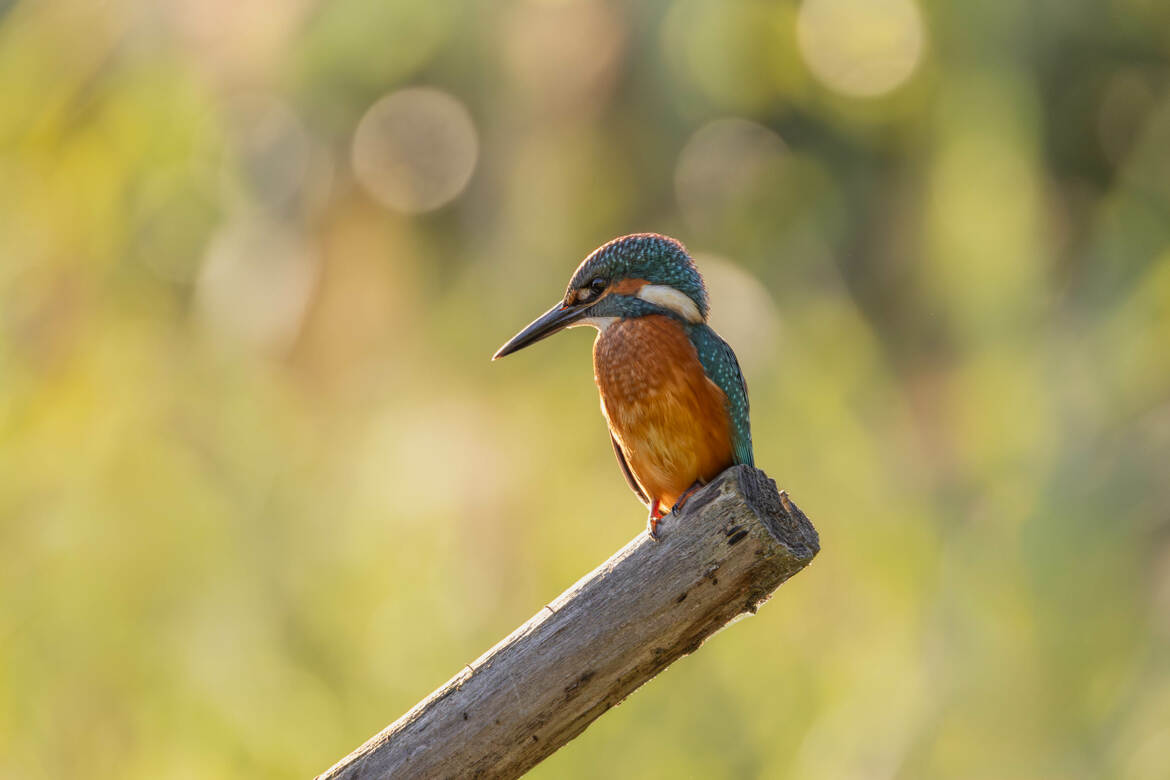 Le Martin Pêcheur (2)