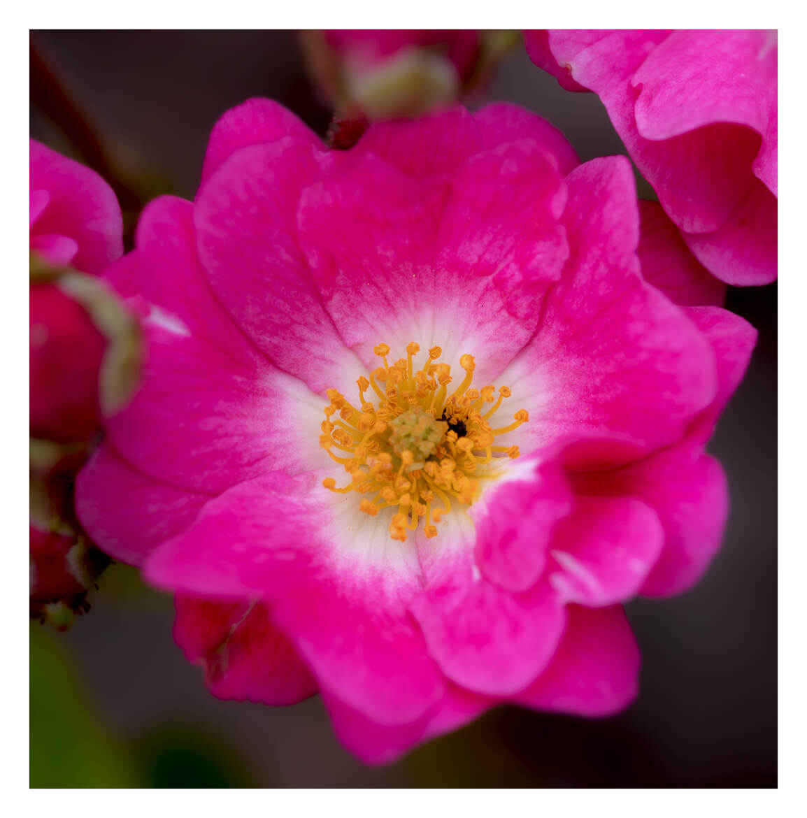 Rosier liane American Pillar