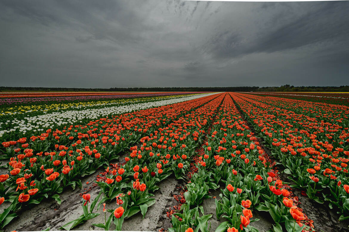 tapis de couleurs