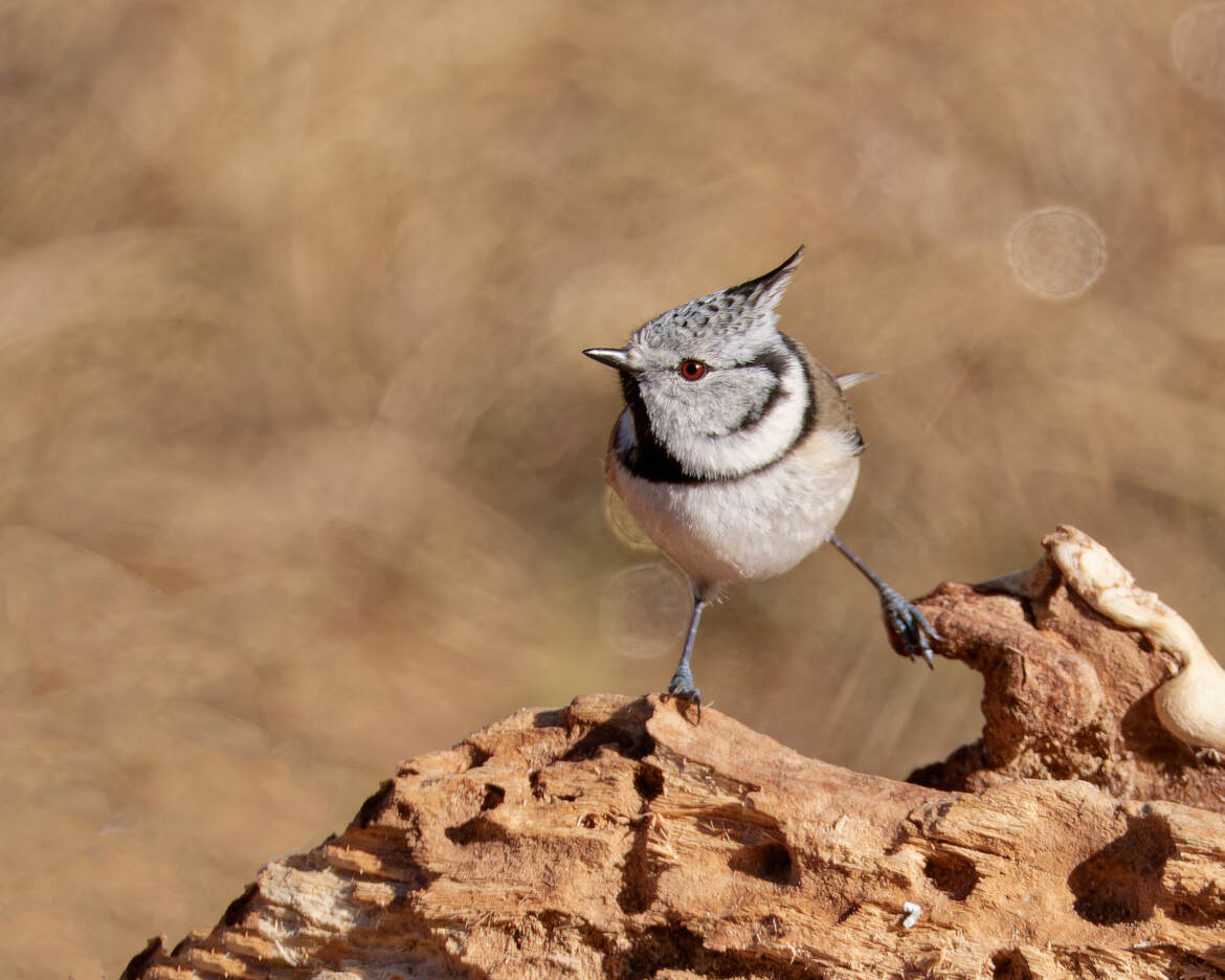 Le (presque) grand écart.