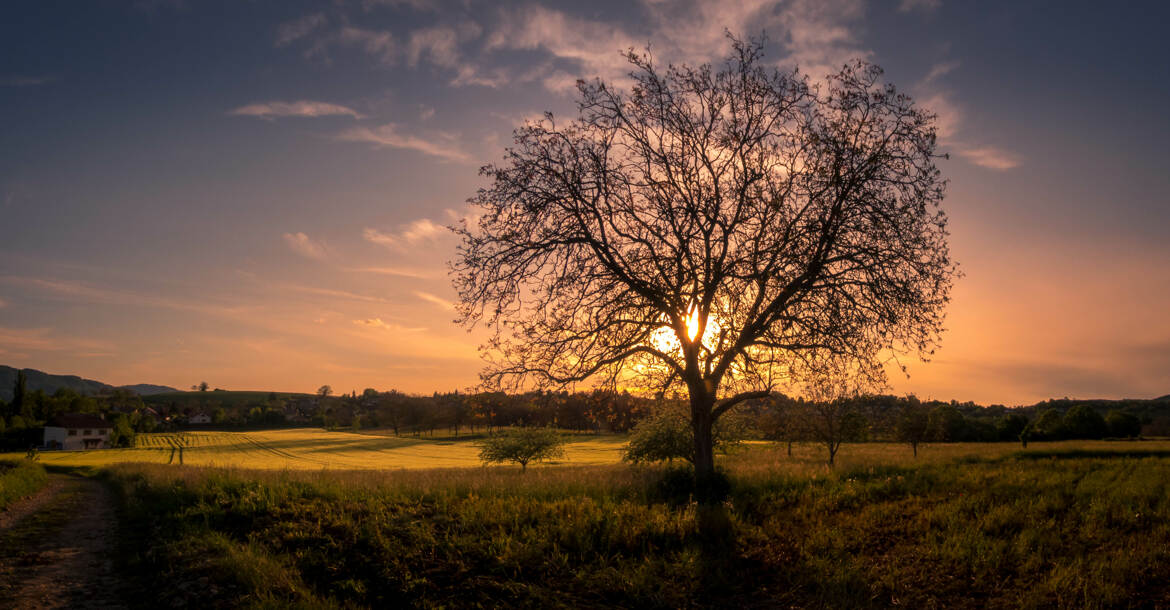 l'arbre et le soleil