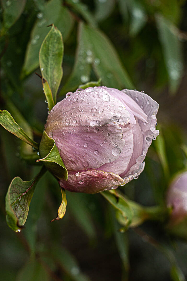 pivoine mouillée