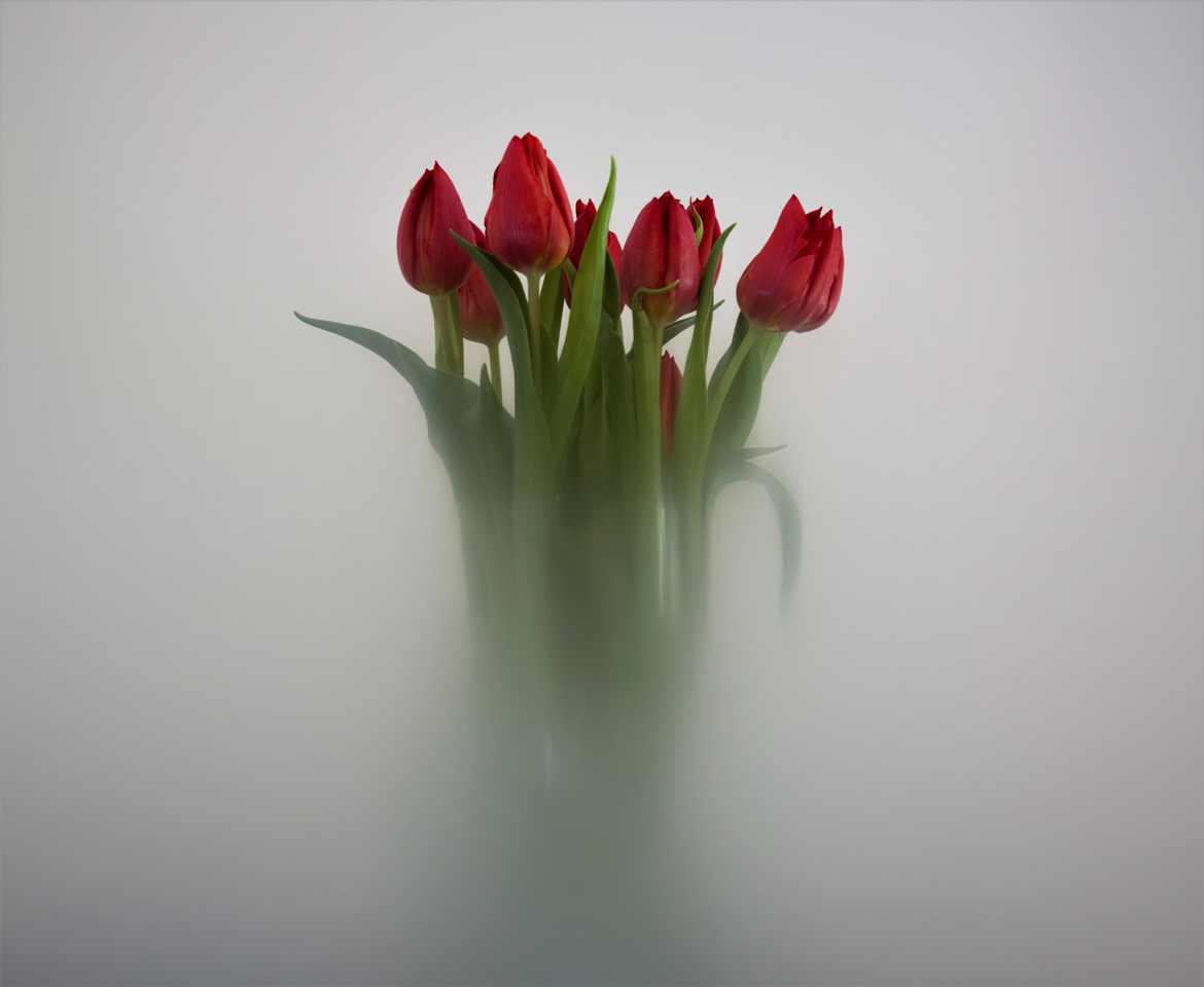 Bouquet dans la brume