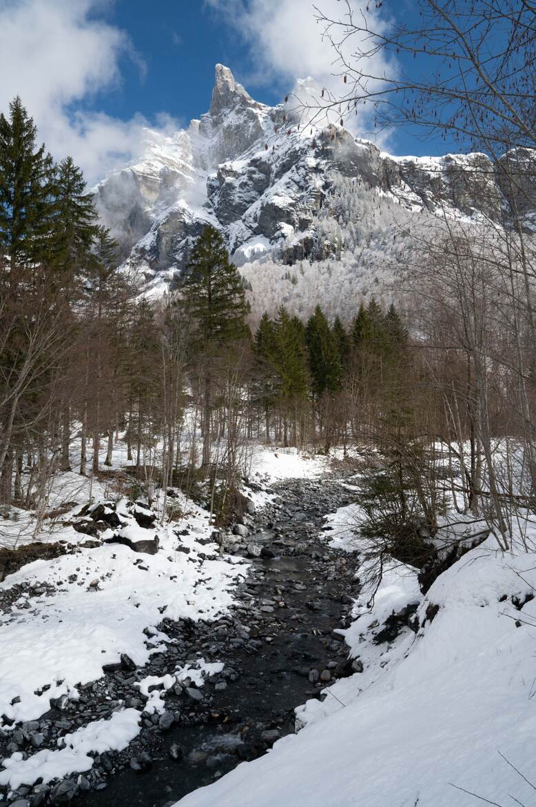 les cornes du Chamois