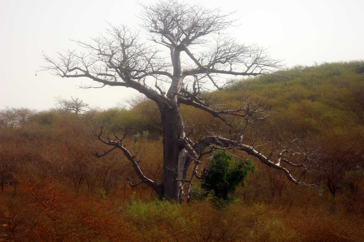 Photo Baobab à 130Km/h