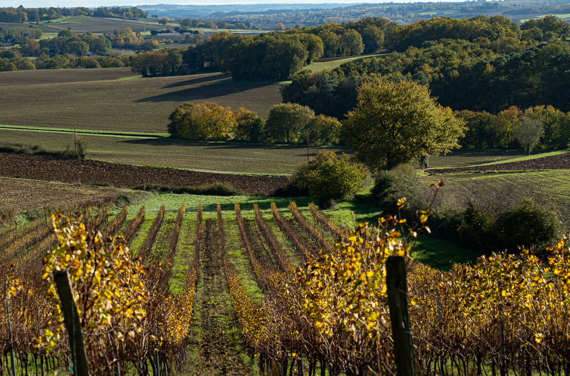 Entre vigne et champs